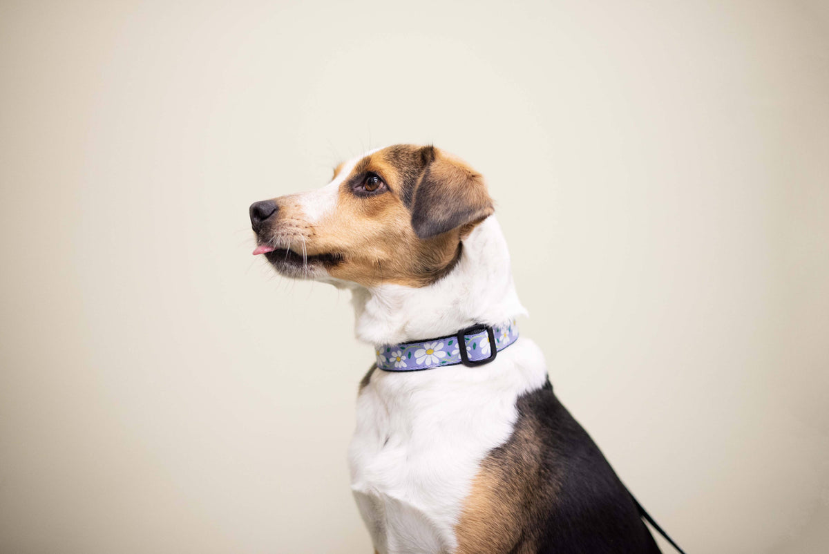 Up Country Daisy Dog Buckle Collar