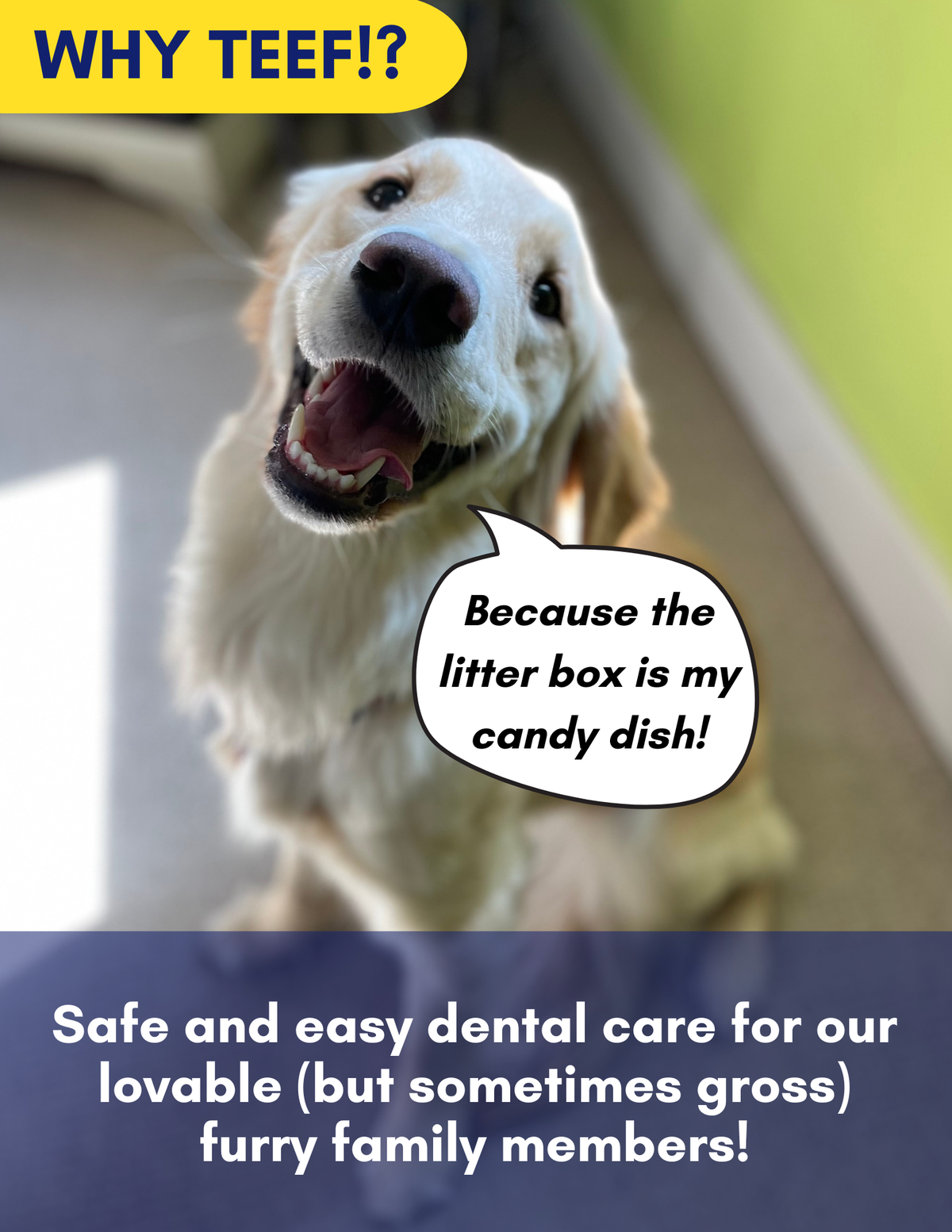 Protektin42K: Prebiotic Dental Powder for all pets