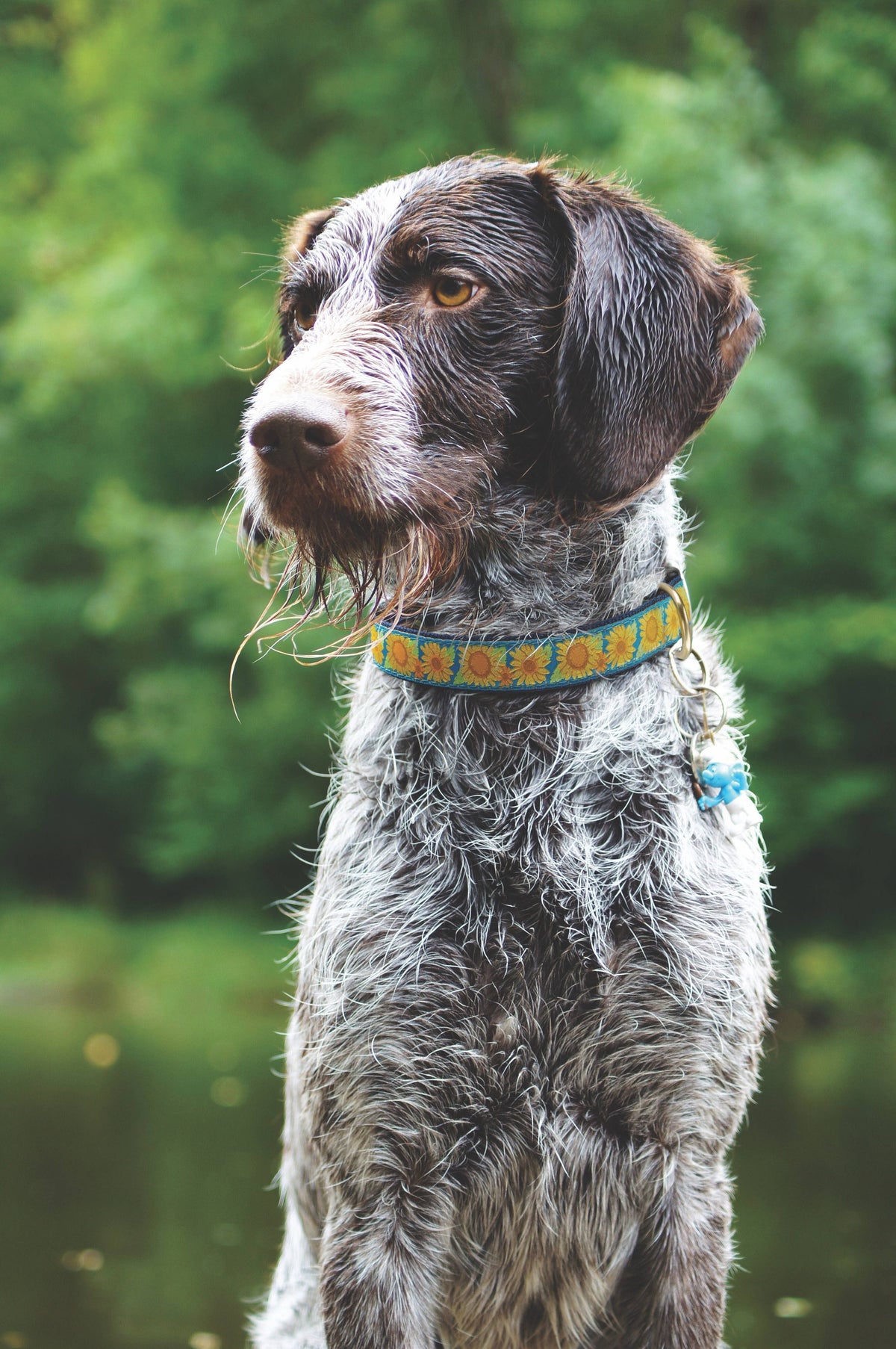 Up Country Bright Sunflower Dog Collar