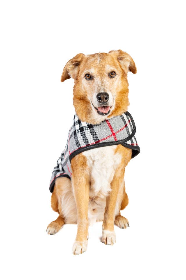 Chilly Dog - Steel Tartan Plaid Dog Coat