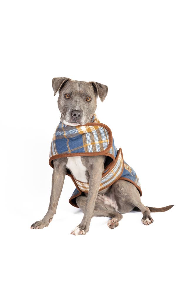 Chilly Dog Western Plaid Dog Coat - Blue/Brown
