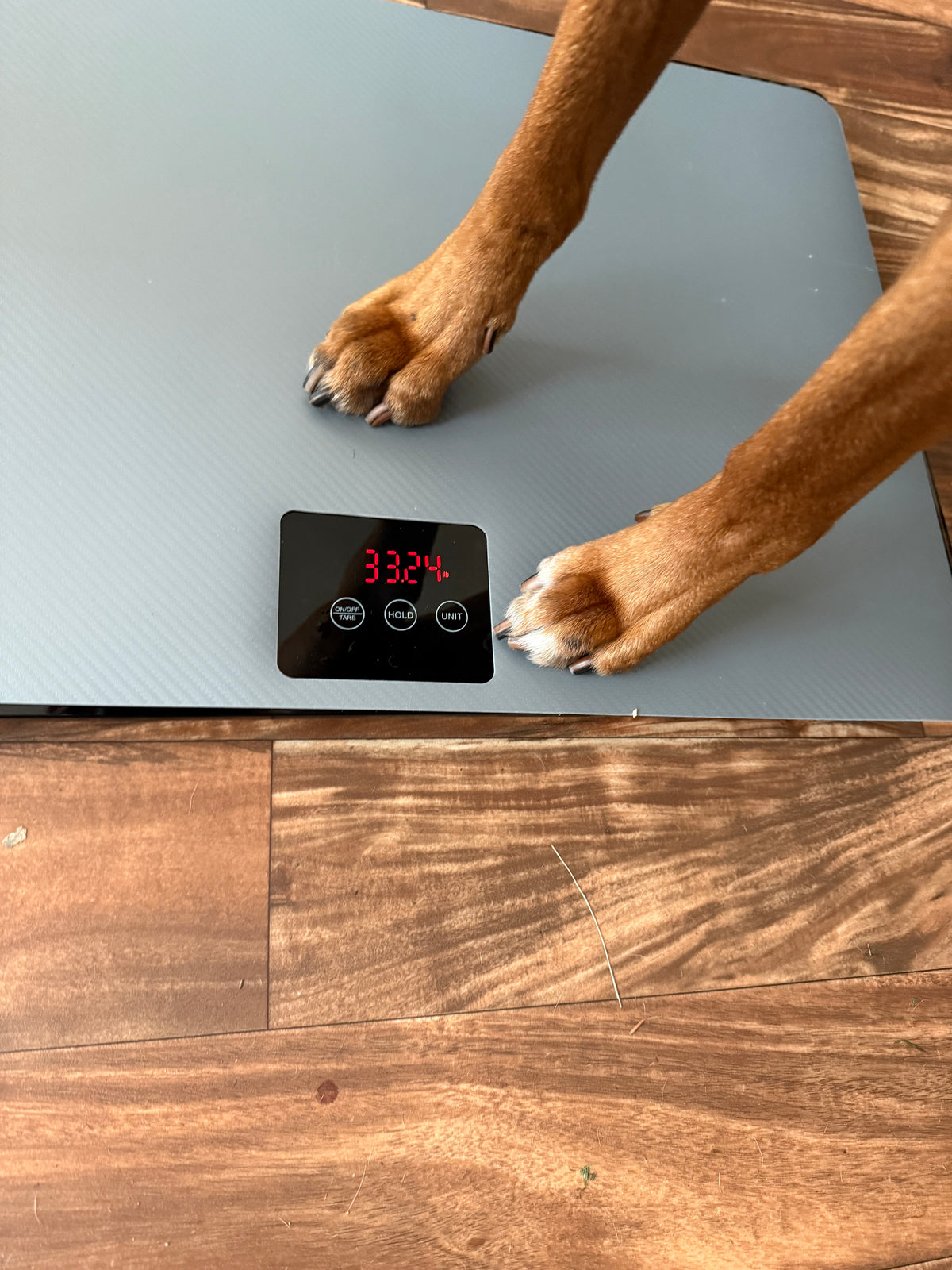 Digital Pet Scale - Up to 220 lbs