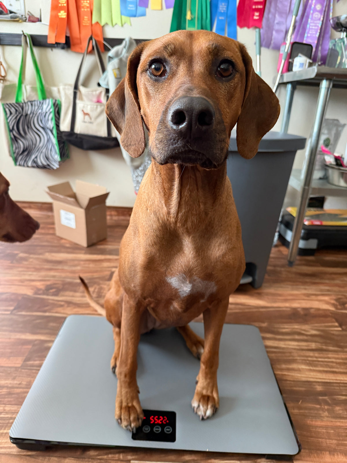 Digital Pet Scale - Up to 220 lbs