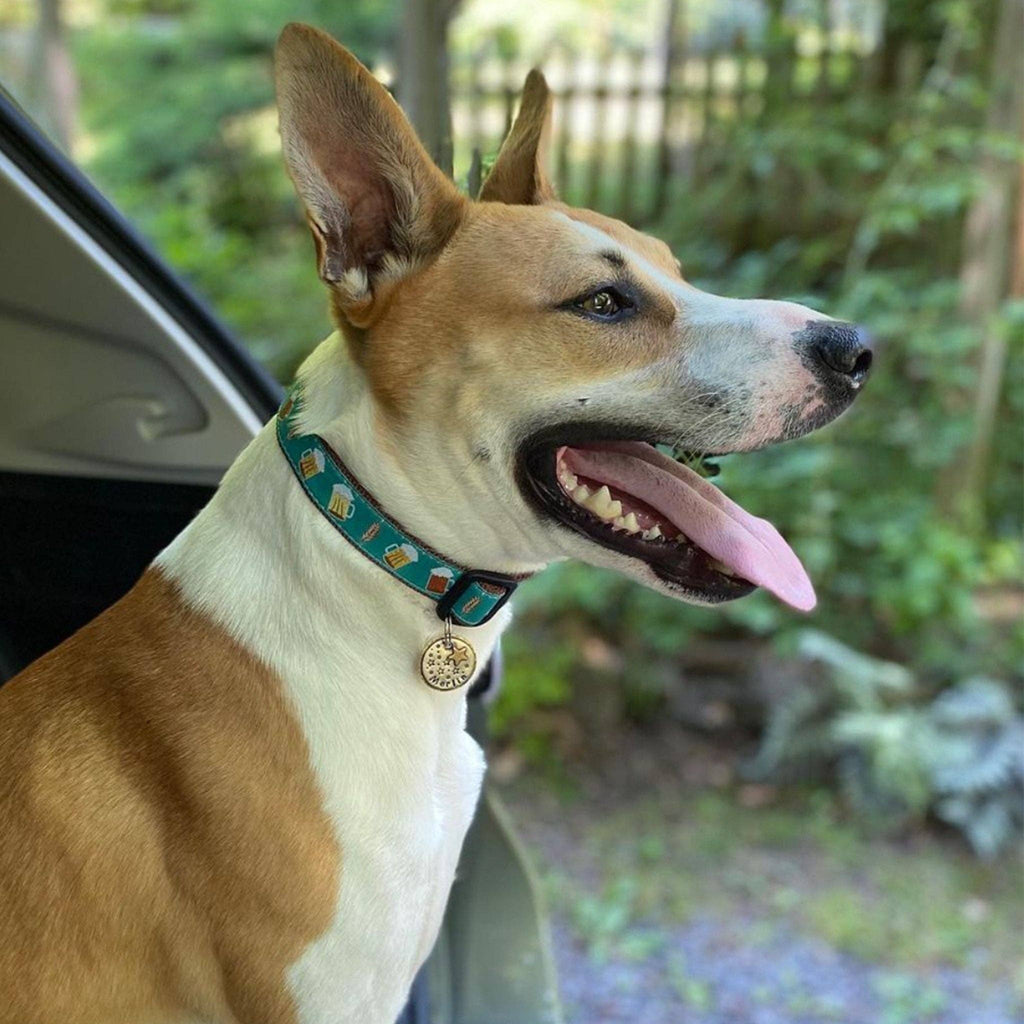 Up Country Beer Dog Collar - Teal