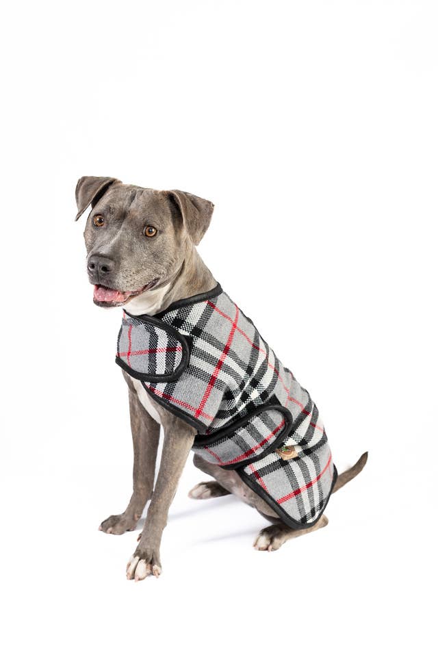 Chilly Dog - Steel Tartan Plaid Dog Coat