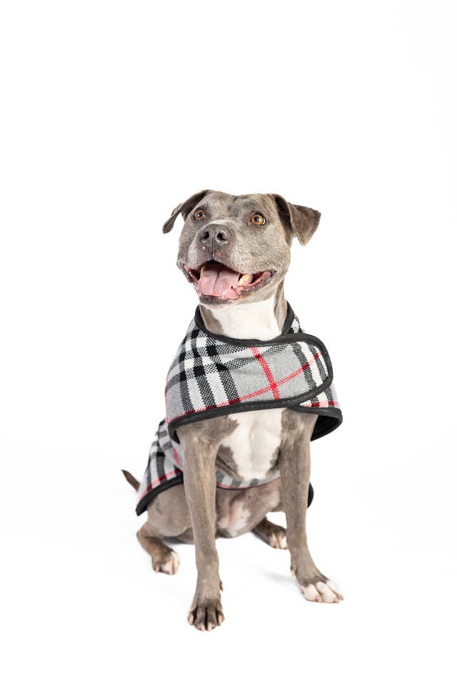 Chilly Dog - Steel Tartan Plaid Dog Coat