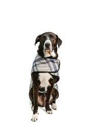 Chill Dog Gray and Blue Plaid Dog Blanket Coat