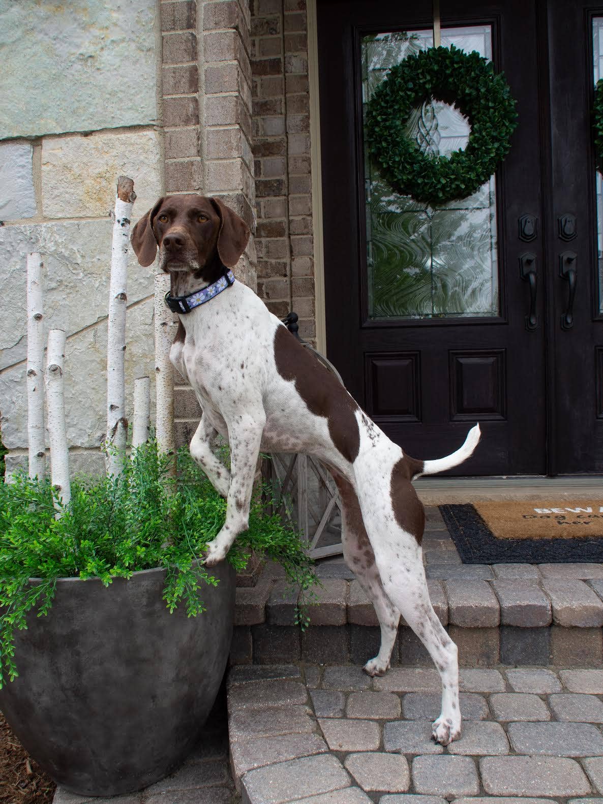 Up Country Daisy Dog Buckle Collar